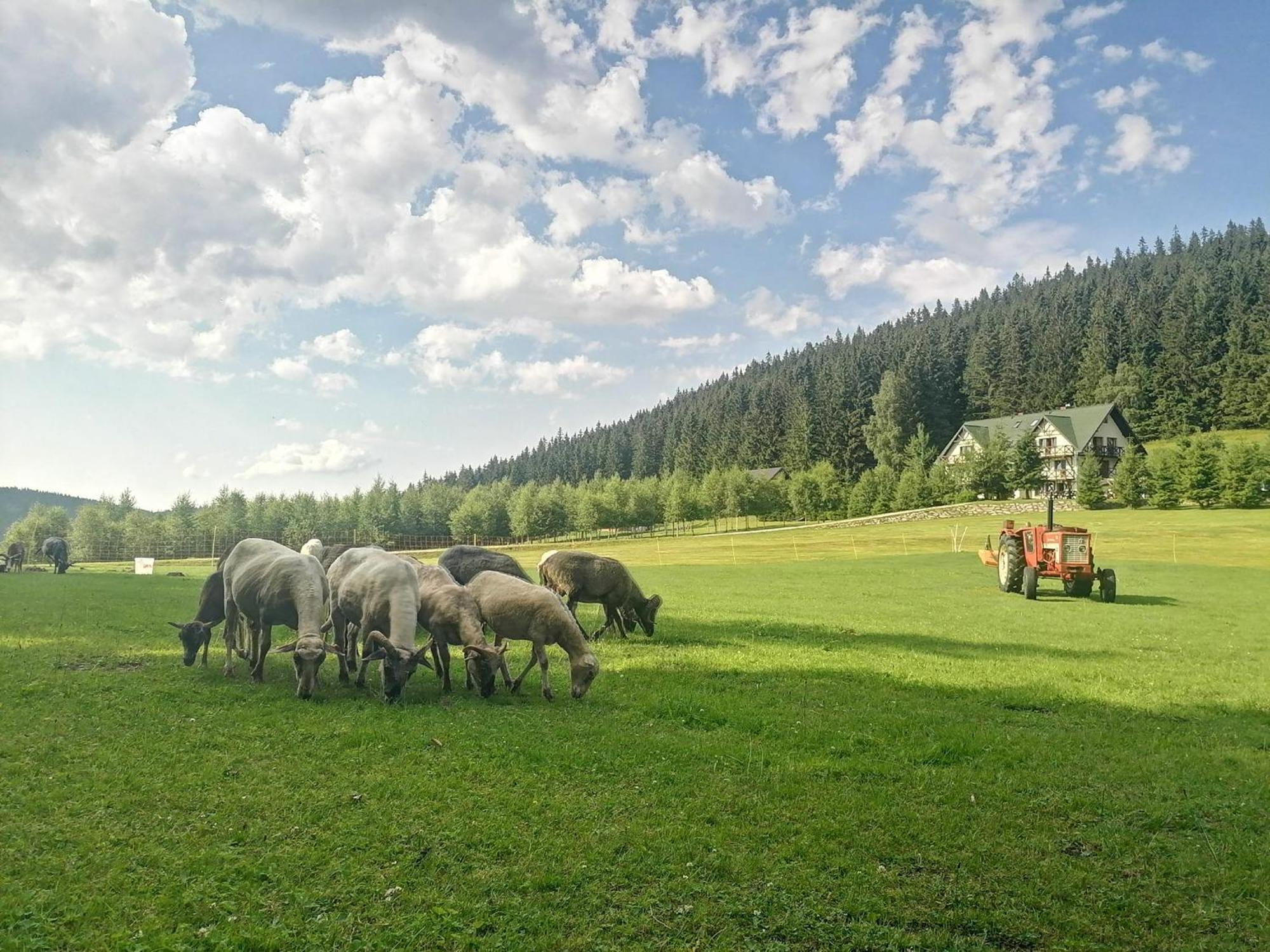 Gosciniec Janowa Gora - Agroturystyka Stronie Śląskie 객실 사진